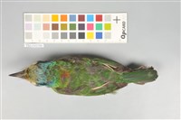 五色鳥藏品圖，第3張